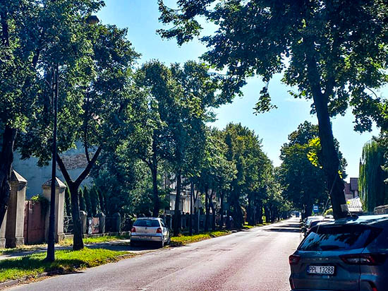 Pielęgnacja alei lip na ul. Kaliskiej w Pleszewie